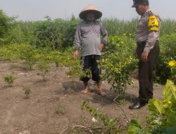Polisi Cinta Petani, Polresta Sidoarjo Dorong Ketahanan Pangan Lewat Pendampingan Langsung