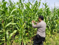 Polresta Sidoarjo Dukung Ketahanan Pangan Lewat Program Polisi Cinta Petani