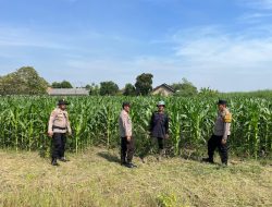 Polsek Krembung Polresta Sidoarjo Dukung Ketahanan Pangan Nasional Lewat Program P2B, Polisi Dampingi Petani Jagung