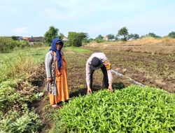 Dukung Swasembada Pangan, Polresta Sidoarjo Dorong Petani Lewat Program Polisi Cinta Petani
