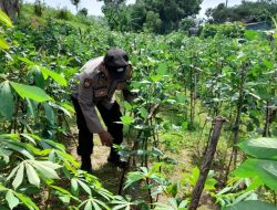 Sinergi Polisi dan Warga, Dukung Ketahanan Pangan Lewat Optimalisasa Lahan Pekarangan