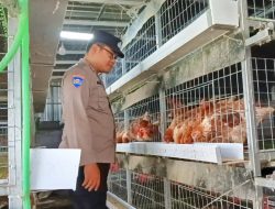 Polisi Aktif Dorong Ketahanan Pangan, Bhabinkamtibmas Cek Budidaya Ayam di Desa Wedoro