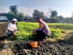 Bhabinkamtibmas Jiken Polsek Tulangan Tinjau Lahan Sayur Warga, Dorong Ketahanan Pangan Desa
