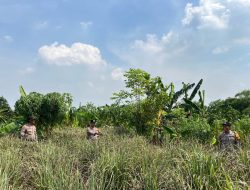 Dukung Swasembada Pangan Nasional, Polsek Krembung Dampingi Petani Serai di Desa Wonomlati