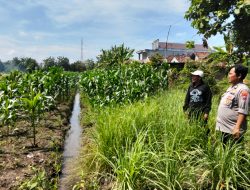 Polresta Sidoarjo Dukung Ketahanan Pangan, Cek Lahan Serai dan Jagung di Prambon