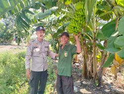 Bhabinkamtibmas Entalsewu Dampingi Warga Rawat Pisang untuk Ketahanan Pangan Nasional