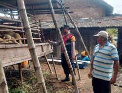 Bhabinkamtibmas Cek Perkembangan Ternak Kambing di Sukodono, Dukung Program Ketahanan Pangan Nasional