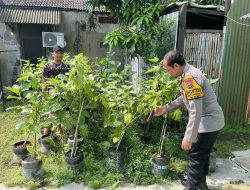 Bripka Wayan Tinjau dan Dukung Budidaya Sayuran di Lahan Fasum Kedungrejo, Perkuat Program Ketahanan Pangan P2B