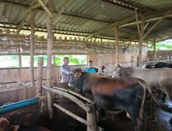 Jelang Idul Adha, Peternak Sapi di Sidoarjo Agar Lebih Perhatian Kesehatan Hewan Korban