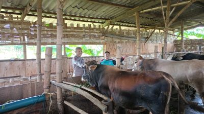 Jelang Idul Adha, Peternak Sapi di Sidoarjo Agar Lebih Perhatian Kesehatan Hewan Korban