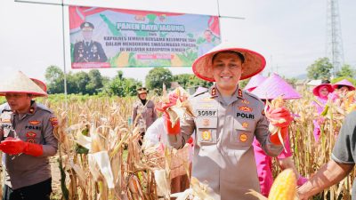 Kapolres Jember Ikut Panen Raya dan Tanam Jagung di Lojejer, Wuluhan