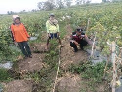Optimalisasi Ketahan Pangan Polresta Sidoarjo di Desa Kebakalan Porong