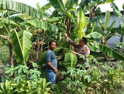 Optimalisasi Lahan Pekarangan Pangan Bergizi, Bhabinkamtibmas Sidoarjo Tinjau Kebun Pisang Warga