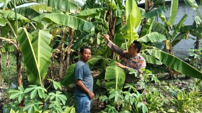 Optimalisasi Lahan Pekarangan Pangan Bergizi, Bhabinkamtibmas Sidoarjo Tinjau Kebun Pisang Warga