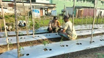 Peduli Ketahan Pangan, Bhabinkamtibmas Kepadangan Bareng Petani Pantau Perkembangan Tanaman Cabai