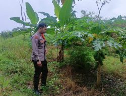 Polisi Aktif Dorong Ketahanan Pangan, Bhabinkamtibmas Balongtani Polsek Jabon Tinjau Lahan Produktif Warga