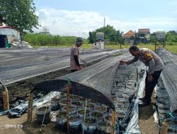 Polisi Bantu Pasang Mulsa Cabai, Dukung Swasembada Pangan Nasional