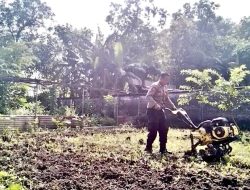 Polisi Cinta Petani, Aipda Sutrisno Tinjau Lahan Ketahanan Pangan di Kepatihan Polsek Tulangan