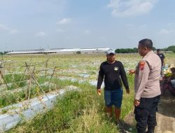 Polisi Cinta Petani, Bhabinkamtibmas Desa Pilang Bangga Dengan Panen Melon