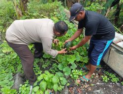 Polisi Cinta Petani, Bhabinkamtibmas Jabon Dorong Ketahanan Pangan Lewat Kebun Sayur Warga