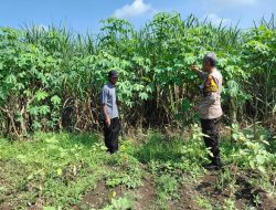 Polisi Cinta Petani, Bhabinkamtibmas Kemantren Polsek Tulangan Dorong Warga Kelolah Ketela Pohon untuk Ketahan Pangan