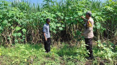 Polisi Cinta Petani, Bhabinkamtibmas Kemantren Polsek Tulangan Dorong Warga Kelolah Ketela Pohon untuk Ketahan Pangan