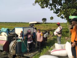 Polisi Cinta Petani Desa Jiken Apresiasi Lahan Sawah Padi Wujudkan Ketahanan Pangan