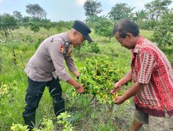 Polisi Cinta Petani Dukung Edukasi Tanaman Hortikultura Warga Sambibulu