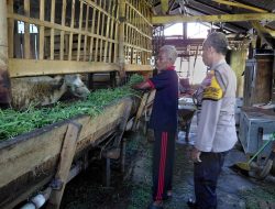 Polisi Cinta Petani, Polsek Tulangan Polresta Sidoarjo Dukung Peternakan Lokal di Desa Kemantren