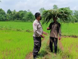 Polisi Cinta Petani, Polsek Waru Turun ke Ladang Dampingi Petani