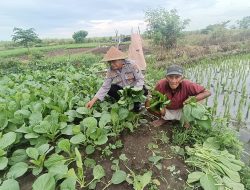 Polisi Cinta Petani Sawi, Kompak Dongkrak Ketahanan Pangan di Pesawahan Porong
