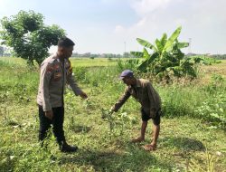 Polisi Cita Petani, Polsek Jabon Aktif Cek Lahan Sayuran di Desa Semambung Sidoarjo