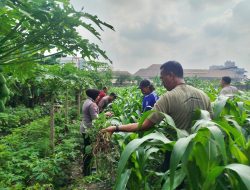Polisi Gerakkan Warga Ciptakan Ketahanan Pangan Bergizi Lewat Program P2B di Sidoarjo