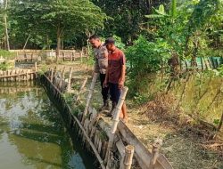 Polisi Motivasi Ketahan Pangan Perkembangan Budidaya Ikan Lele di Kalipecabean Candi