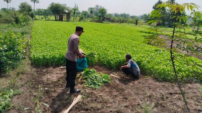 Polisi Peduli Petani, Bhabinkamtibmas Desa Modong Aktif Dukung Program Pangan Bergizi