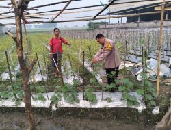Polisi Turun ke Kebun, Dorong Swasembada Pangan Warga Jiken Sidoarjo
