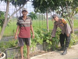 Polresta Sidoarjo Dorong Ketahanan Pangan, Bhabinkamtibmas Ponokawan Rawat Kebun Terong Bersama Warga