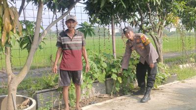 Polresta Sidoarjo Dorong Ketahanan Pangan, Bhabinkamtibmas Ponokawan Rawat Kebun Terong Bersama Warga