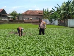 Polresta Sidoarjo Dorong Swasembada Pangan Bergizi di Desa Modong Polsek Tulangan
