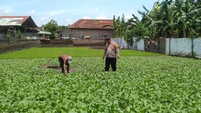 Polresta Sidoarjo Dorong Swasembada Pangan Bergizi di Desa Modong Polsek Tulangan
