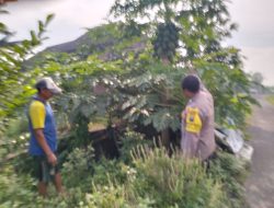 Polresta Sidoarjo Dorong Swasembada Pangan, Bhabinkamtibmas Desa Jiken Cek Lahan Pangan Bergizi