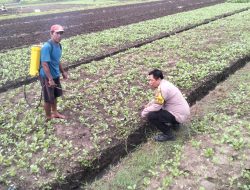 Polresta Sidoarjo Dorong Swasembada Pangan Lewat P2B di Desa Jiken