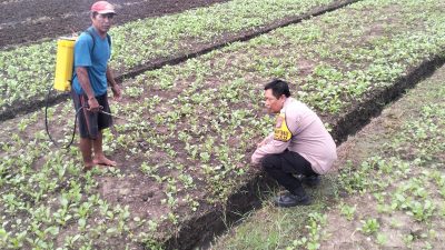 Polresta Sidoarjo Dorong Swasembada Pangan Lewat P2B di Desa Jiken