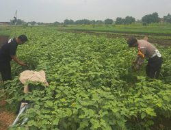 Polresta Sidoarjo Dukung Ketahanan Pangan, Bhabinkamtibmas Dampingi Petani di Desa Gampingrowo