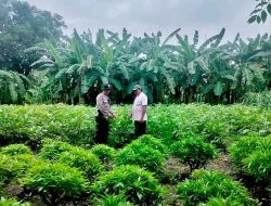 Polresta Sidoarjo Dukung Ketahanan Pangan, Kapolsek Krian Turun ke Lahan Pertanian Warga