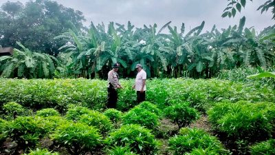 Polresta Sidoarjo Dukung Ketahanan Pangan, Kapolsek Krian Turun ke Lahan Pertanian Warga