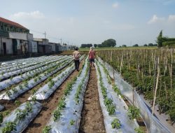 Polresta Sidoarjo Perkuat Ketahan Pangan, Bhabinkamtibmas Aktif Dampingi Warga di Lahan Padi Kepadangan