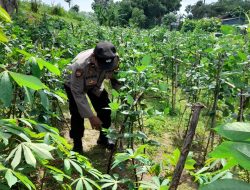 Polresta Sidoarjo Dorong Swasembada Pangan Lewat Pemanfaatan Lahan Pekarangan