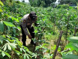 Polresta Sidoarjo Terus Gencarkan Bhabinkamtibmas untuk Dukung Petani Sukseskan Ketahan Pangan Bergizi