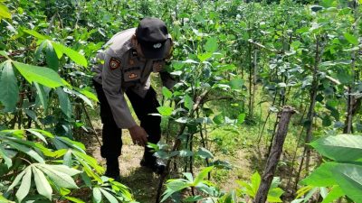 Polresta Sidoarjo Terus Gencarkan Bhabinkamtibmas untuk Dukung Petani Sukseskan Ketahan Pangan Bergizi